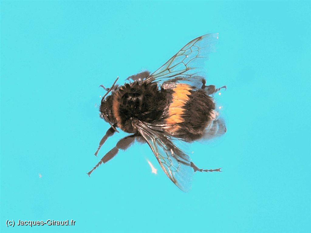 2005-06-26 15-20-47 Juin 105,0mm 1_800_eme F8,0.JPG